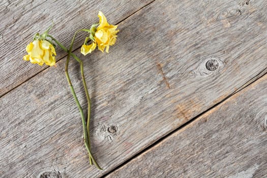 Pair of dry faded roses on wooden background