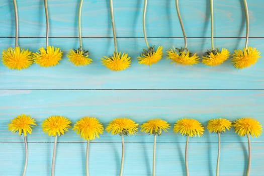 Yellow dandelions on a blue wooden background