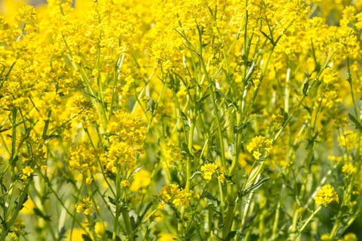 Rapeseed field, Blooming canola flowers close up