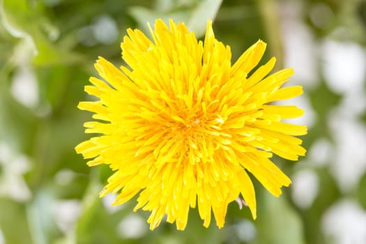 Close up view of yellow dandelion flower. Spring and summer plants.