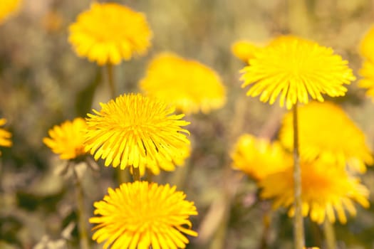 Close-up view of the beautiful yellow dandelions. Filtered image.
