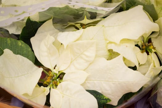 White poinsettia detail, sale flowers, closeup image