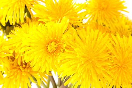 Close up view of yellow dandelion flowers. Spring and summer plants.