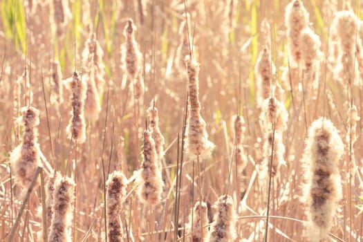 Dry reeds in sunny day. Filtered image.