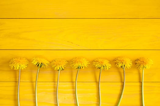 Dandelion flowers on a yellow wooden background