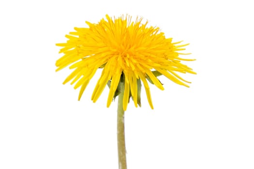 Single dandelion flower isolated on white background