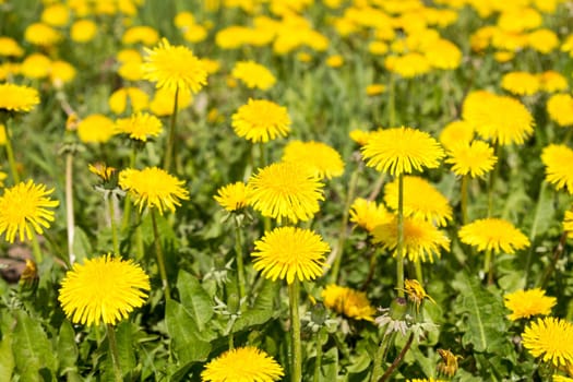 Yellow flower heads of sow-thistle on summer meadow