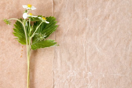 Flower of wild strawberries, Fragaria ananassa on paper background with copy-space