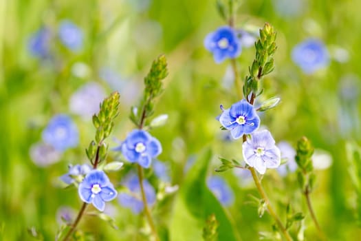 Blue wildflowers at the meadow on summertime
