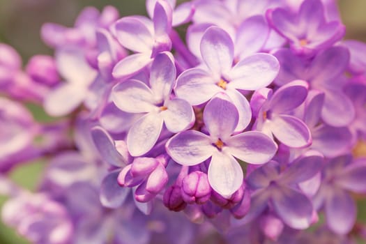 The beautiful fresh lilac violet flowers close-up