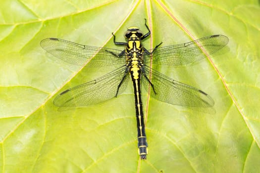 Dragonfly on a maple leaf on a sunny summer