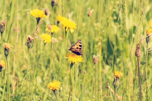 Butterfly on a summer meadow in the sunshine