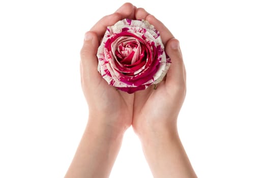 Child holding rose flower in hands , isolated on white background