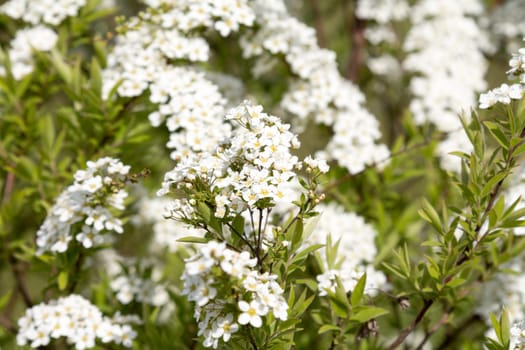 White flowering fresh jasmine flowers on a jasmine tree with green leaves in summer