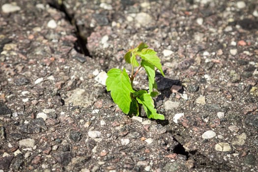 Green plant growing trough cracked asphalt