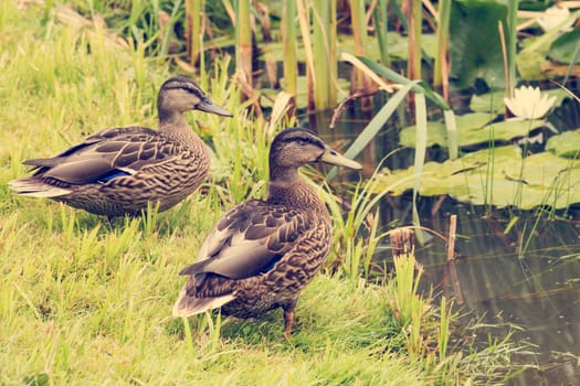 Pair of mallard ducks on the shore. Birds in wildlife.