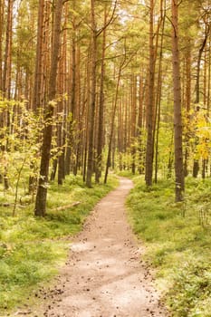 Sunny summer pine forest with footpath