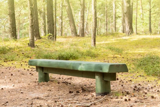 Wood bench in the summer pine forest