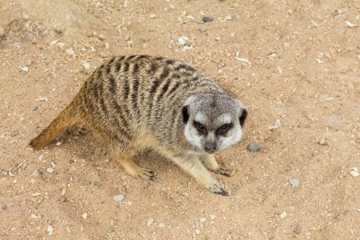 Suricate or meerkat on sand guards his territory