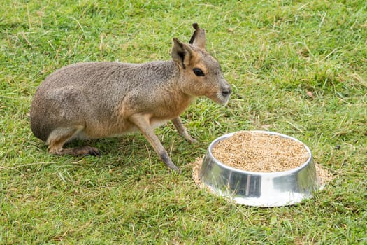 Patagonian Mara (Dolichotis patagonum) eating from the bowl