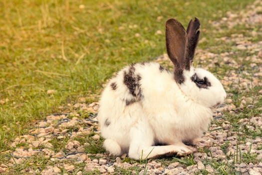 White spotted Easter rabbit sitting in a garden