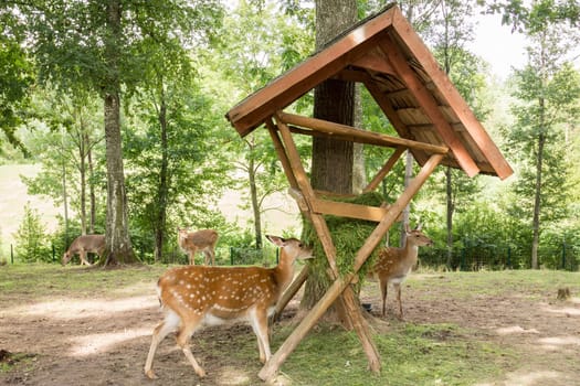 Deer eating grass from feeder in a forest