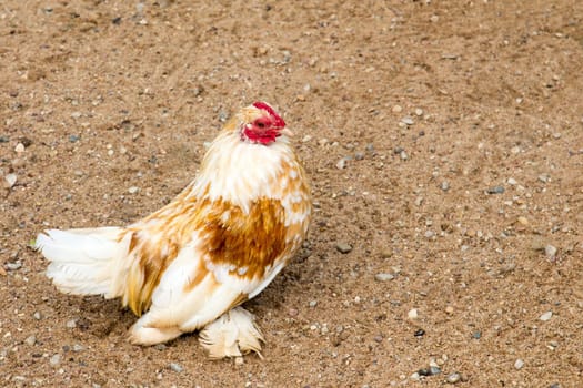 Decorative white chicken walking on the sand