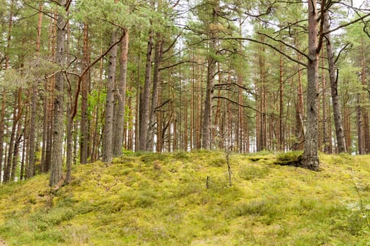 Beautiful summer day at pine forest