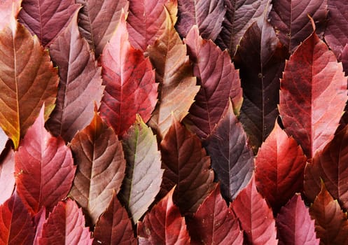 a dead narurality of vivid colors