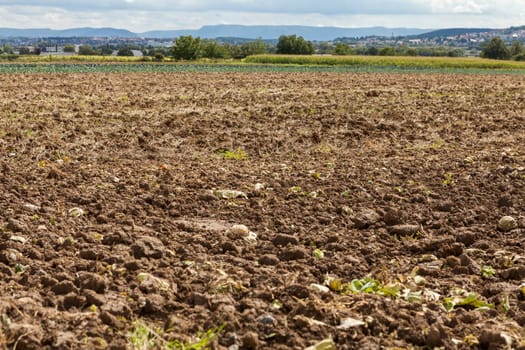 harvested potato field with remaining potatoes and few plants outdoors in autumn