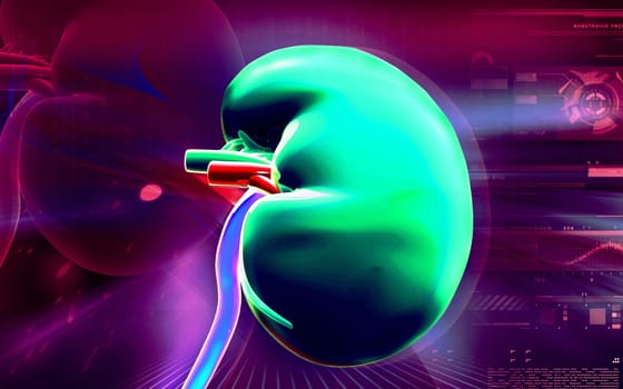 Digital illustration of kidney in colour background