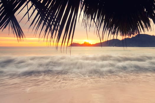 Sunset with Palm