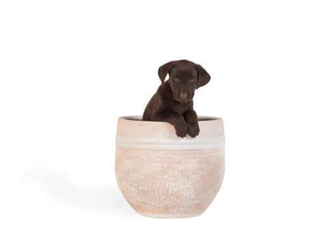 Laprador puppies