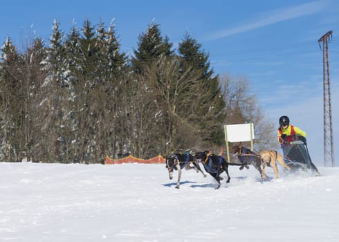 German Championship Sled Dog Race Frauenwald 2015