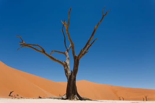 A view from Dead Vlei, Sossusvlei Namibia