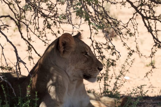 Lion waiting under trees at Kgalagadi Transfontier Park, South Africa
