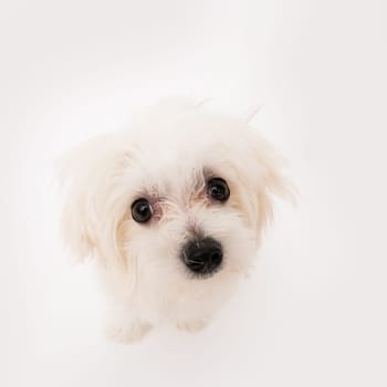 The maltese puppy dog on white background