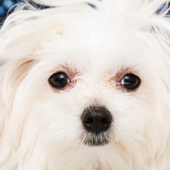 The maltese puppy dog on white background
