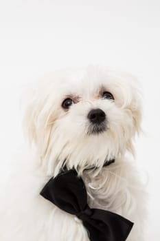 White Maltese dog with black bow and on white background.
