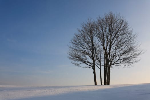 A winter landscape with an isolated tree over a blue sky