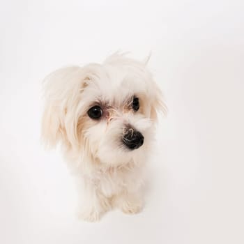 The maltese puppy dog on white background