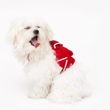 The maltese puppy dog on white background