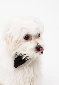 White Maltese dog with black bow and on white background.