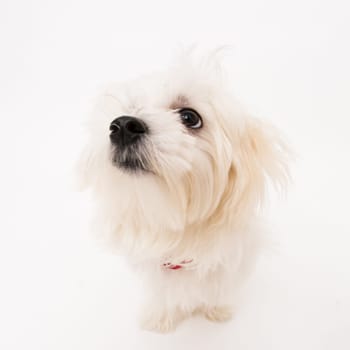 The maltese puppy dog on white background