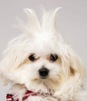 The maltese puppy dog on white background