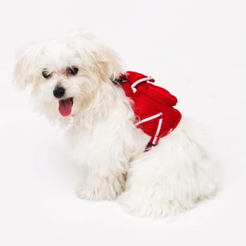 The maltese puppy dog on white background