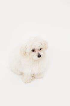 The maltese puppy dog on white background