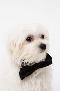 White Maltese dog with black bow and on white background.