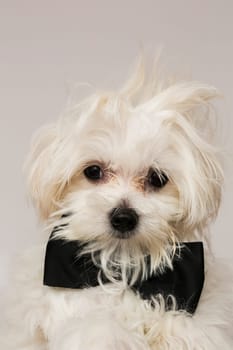 White Maltese dog with black bow and on white background.