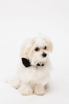 White Maltese dog with black bow and on white background.